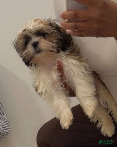 Shih Tzu dogs for sale: Shih Tzu Puppy 1 - Ad 3