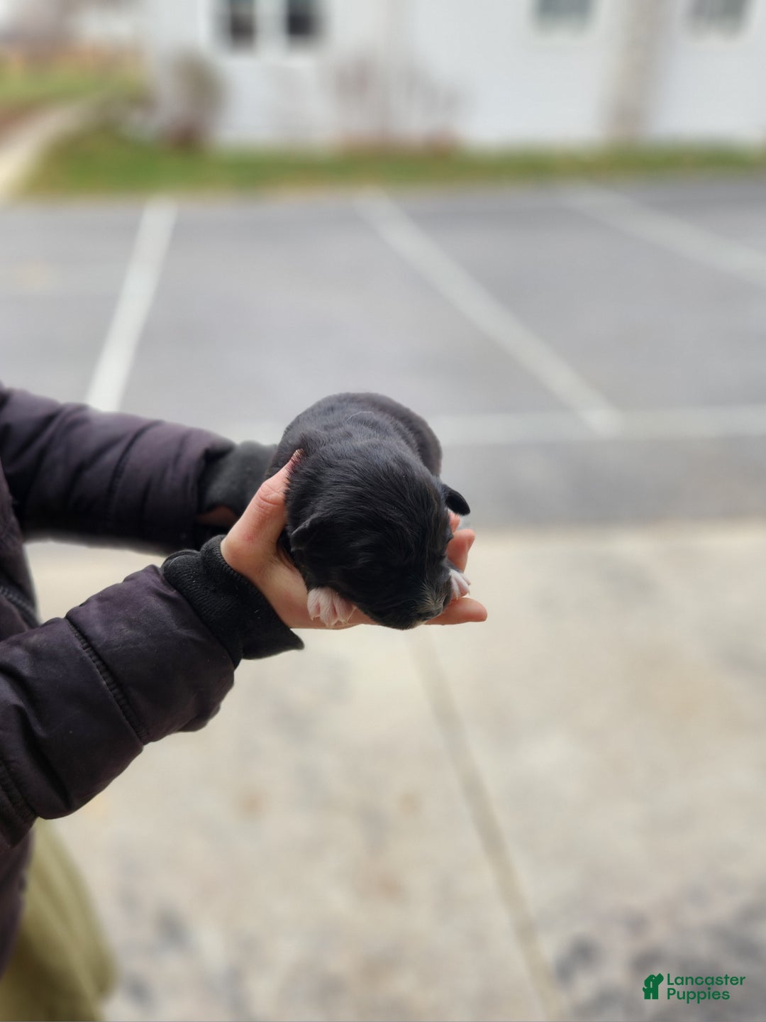 Australian Shepherd dogs for sale: Paisley - Ad 1