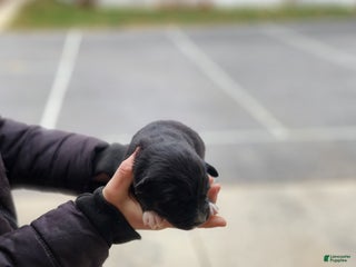 Australian Shepherd dogs Paisley - Ad 13