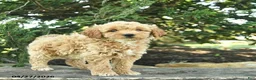 Goldendoodle dogs for sale: Molly - Ad 8