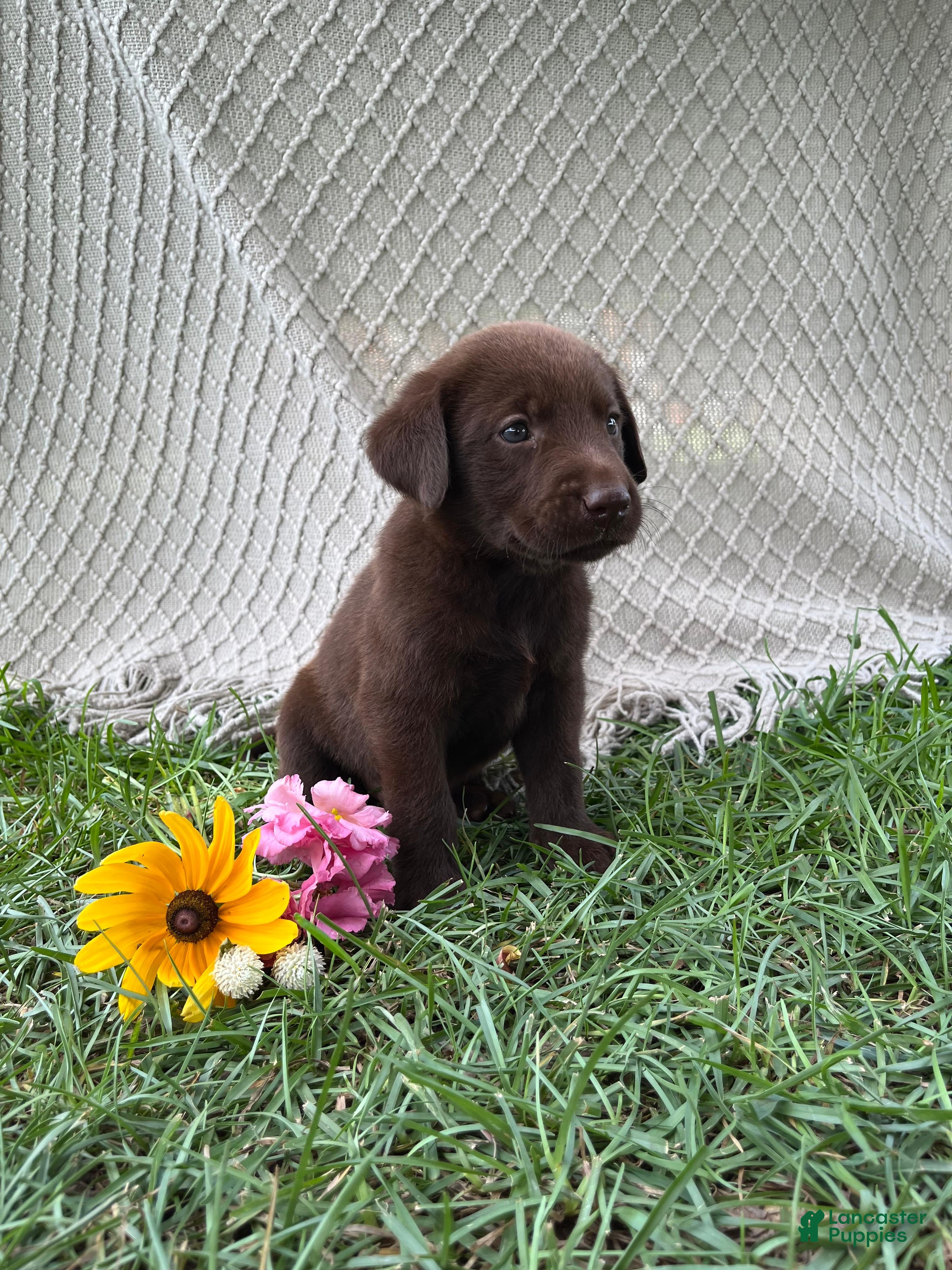 Labrador Retriever dogs Labrador Retriever 4 - Ad 33