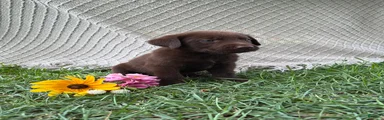 Labrador Retriever 4