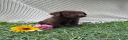 Labrador Retriever dogs for sale: Labrador Retriever 4 - Ad 1