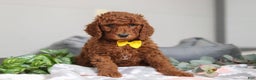 Standard Poodle dogs for sale: Asher AKC - Ad 6