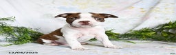 Boston Terrier dogs for sale: Barney - Ad 1