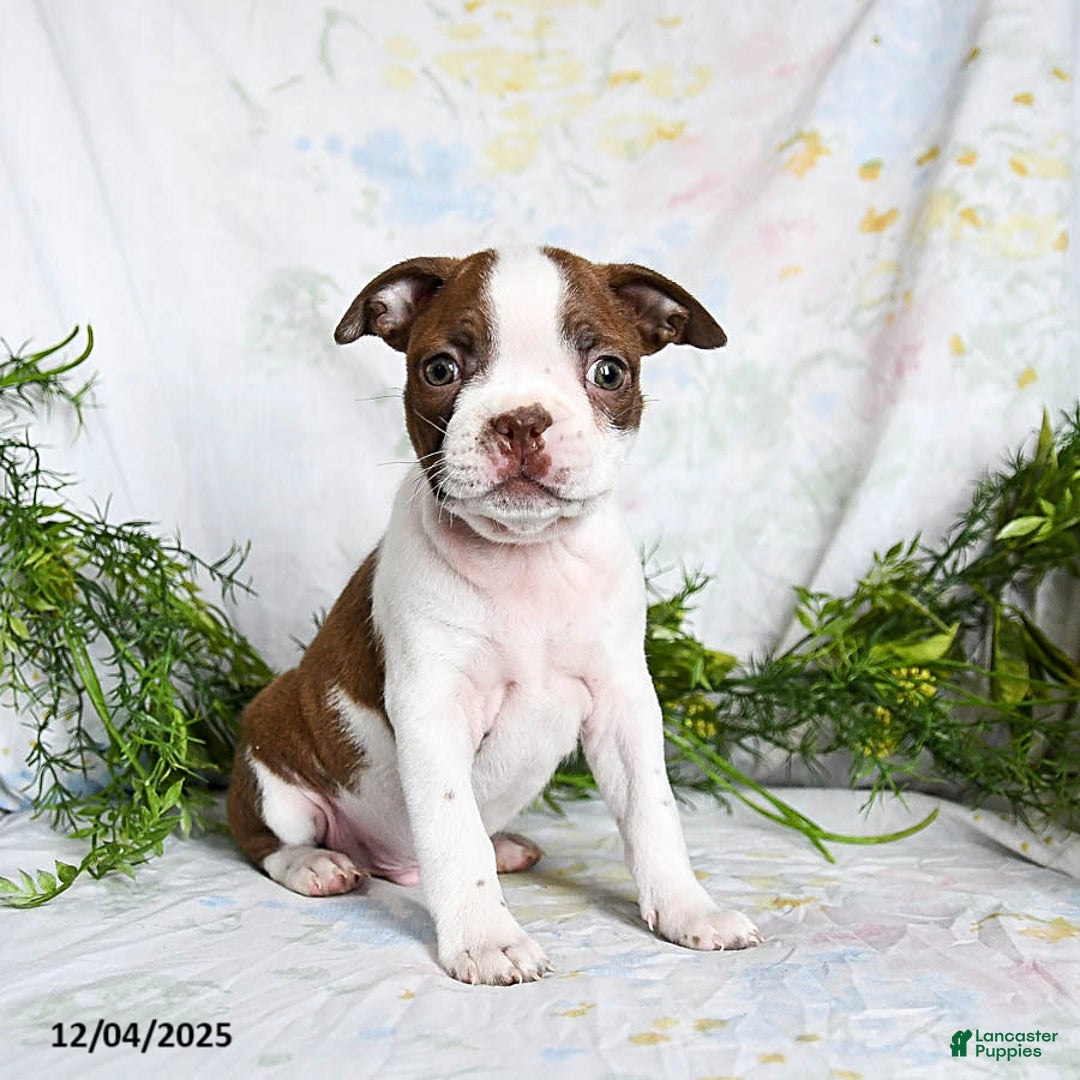Boston Terrier dogs for sale: Barney - Ad 1