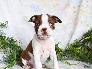 Boston Terrier dogs Barney - Ad 38