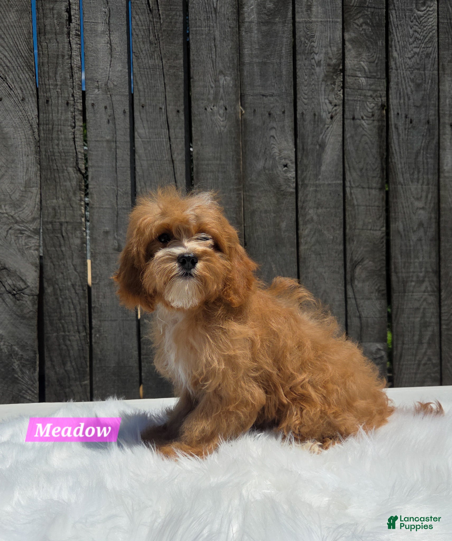 Cavapoo dogs for sale: Meadow - Ad 1
