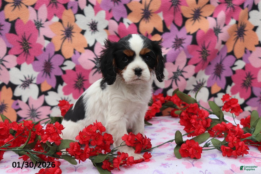 Cavalier King Charles Spaniel dogs Lacey - Ad 22