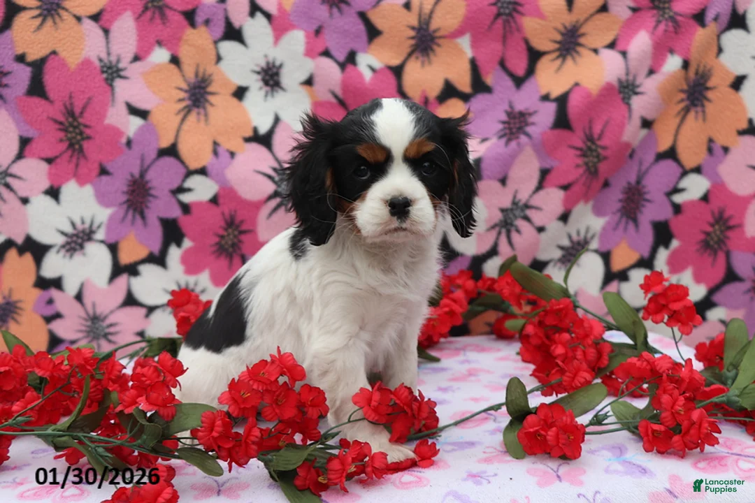 Cavalier King Charles Spaniel dogs for sale: Lacey - Ad 1