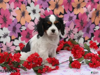 Cavalier King Charles Spaniel dogs Lacey - Ad 22