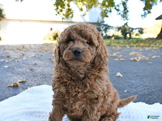 Cockapoo dogs - Ad 29