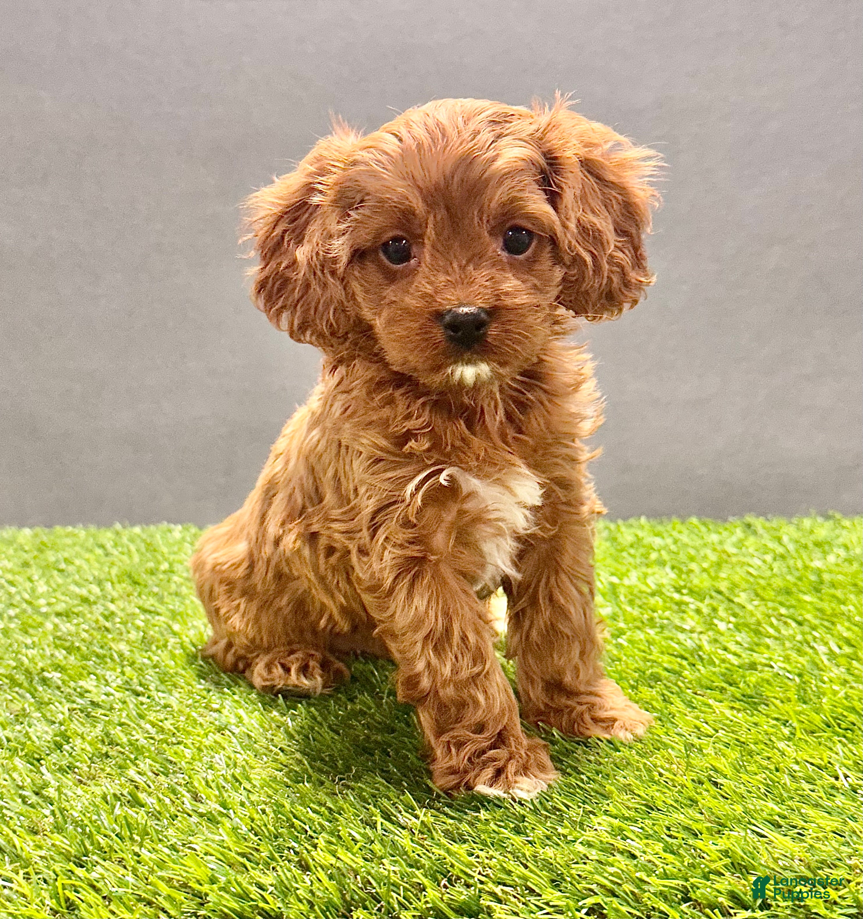Cavapoo dogs Charlie  - Ad 2