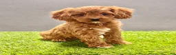 Cavapoo dogs for sale: Charlie  - Ad 4
