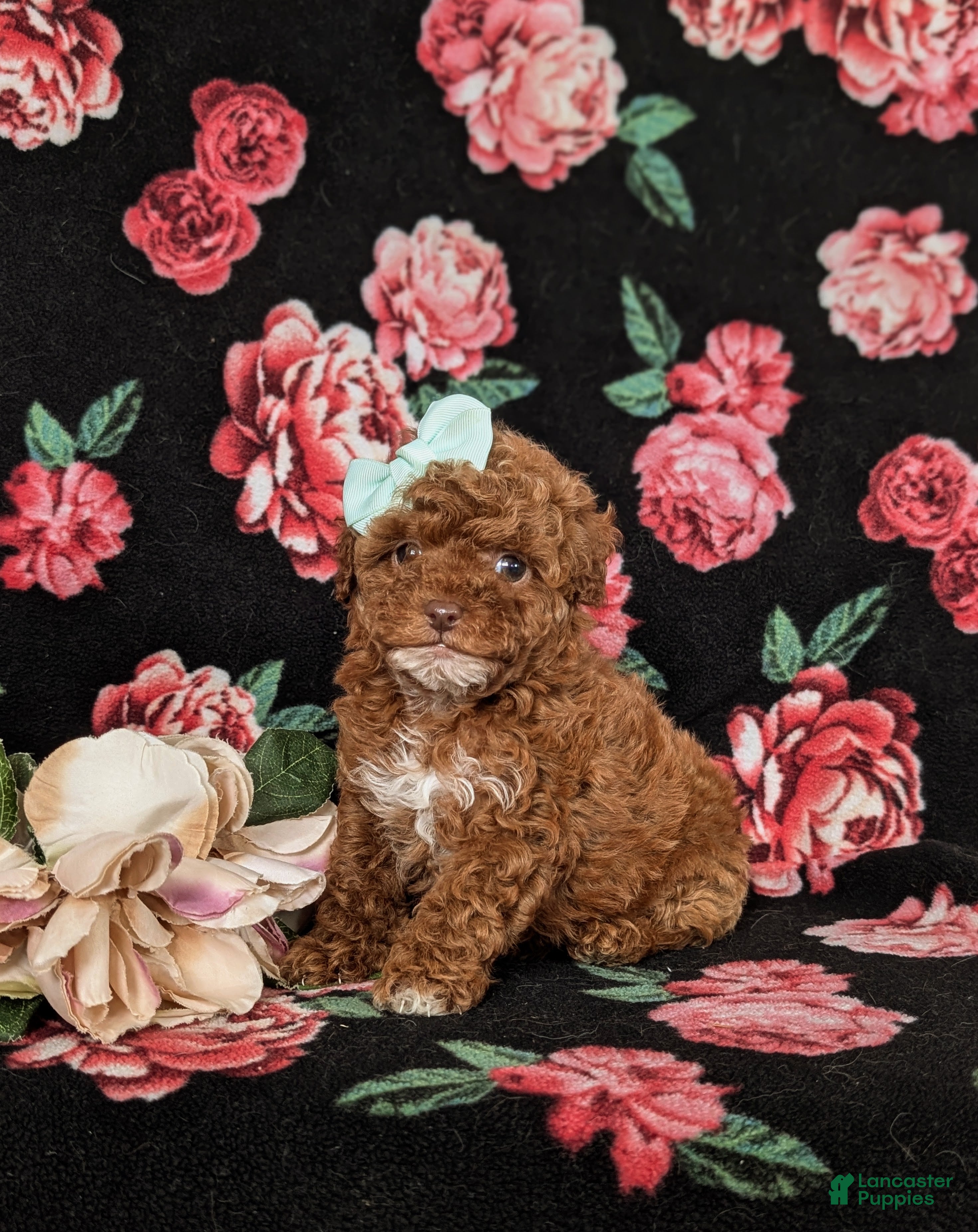 Mixed Breed dogs Hilary 10 lbs Full Grown - Ad 27