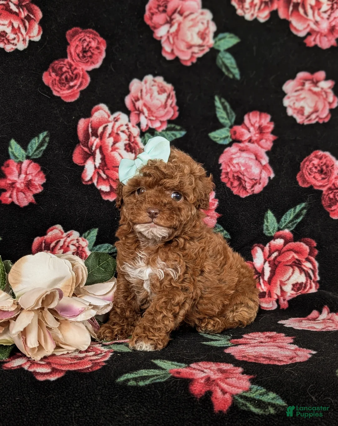 Mixed Breed dogs for sale: Hilary 10 lbs Full Grown - Ad 1