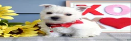 West Highland Terrier dogs for sale: Bella - Ad 4