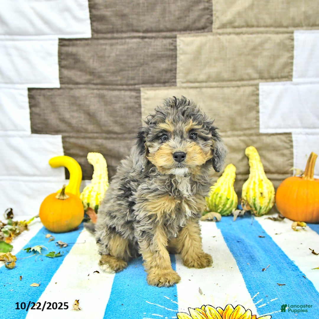 Mini Bernedoodle dogs for sale: Daisy - Ad 5