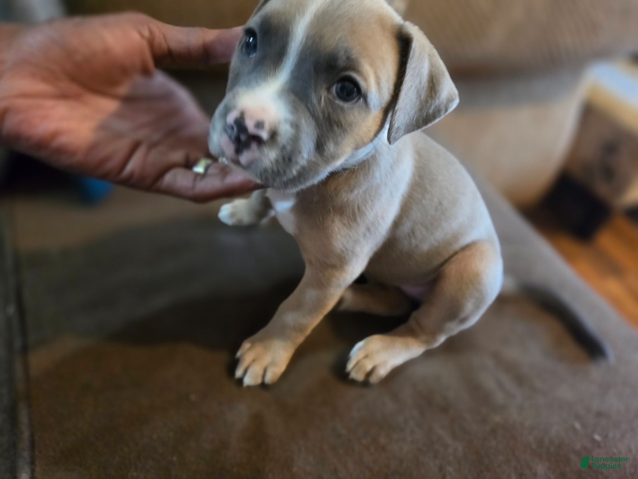 Mixed Breed dogs Poppy aka sugar foot  - Ad 20