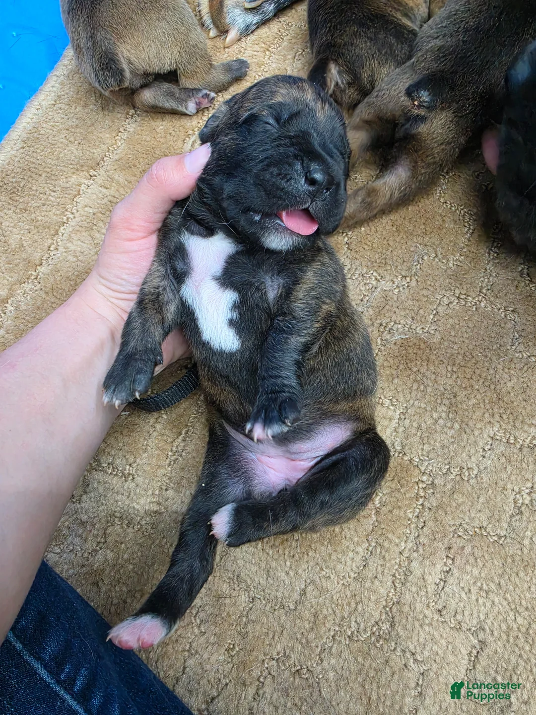 Cane Corso dogs for sale: Cane Corso Puppy 3 - Ad 1