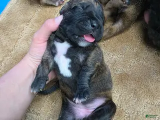 Cane Corso dogs for sale: Cane Corso Puppy 3 - Ad 4