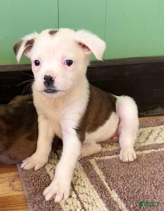 Mixed Breed dogs Lily - Ad 4