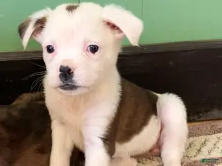 Mixed Breed dogs Lily - Ad 4