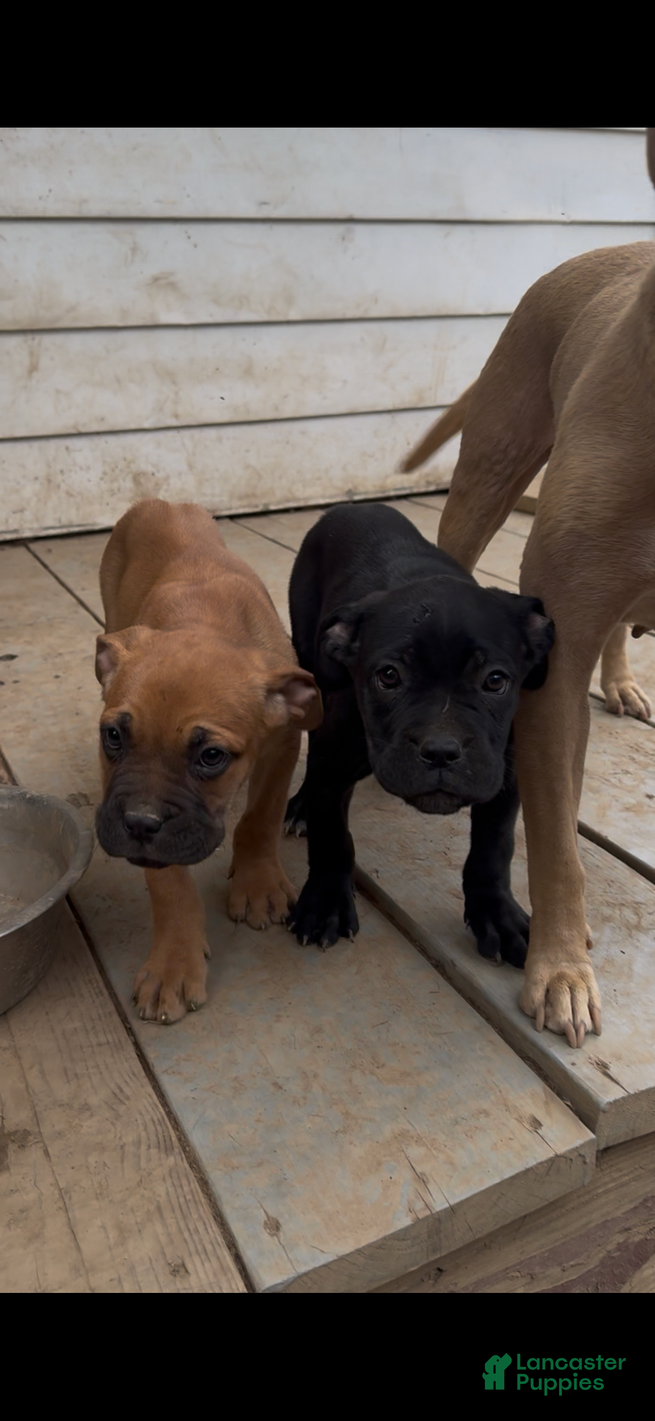 Cane Corso dogs Bella - Ad 2