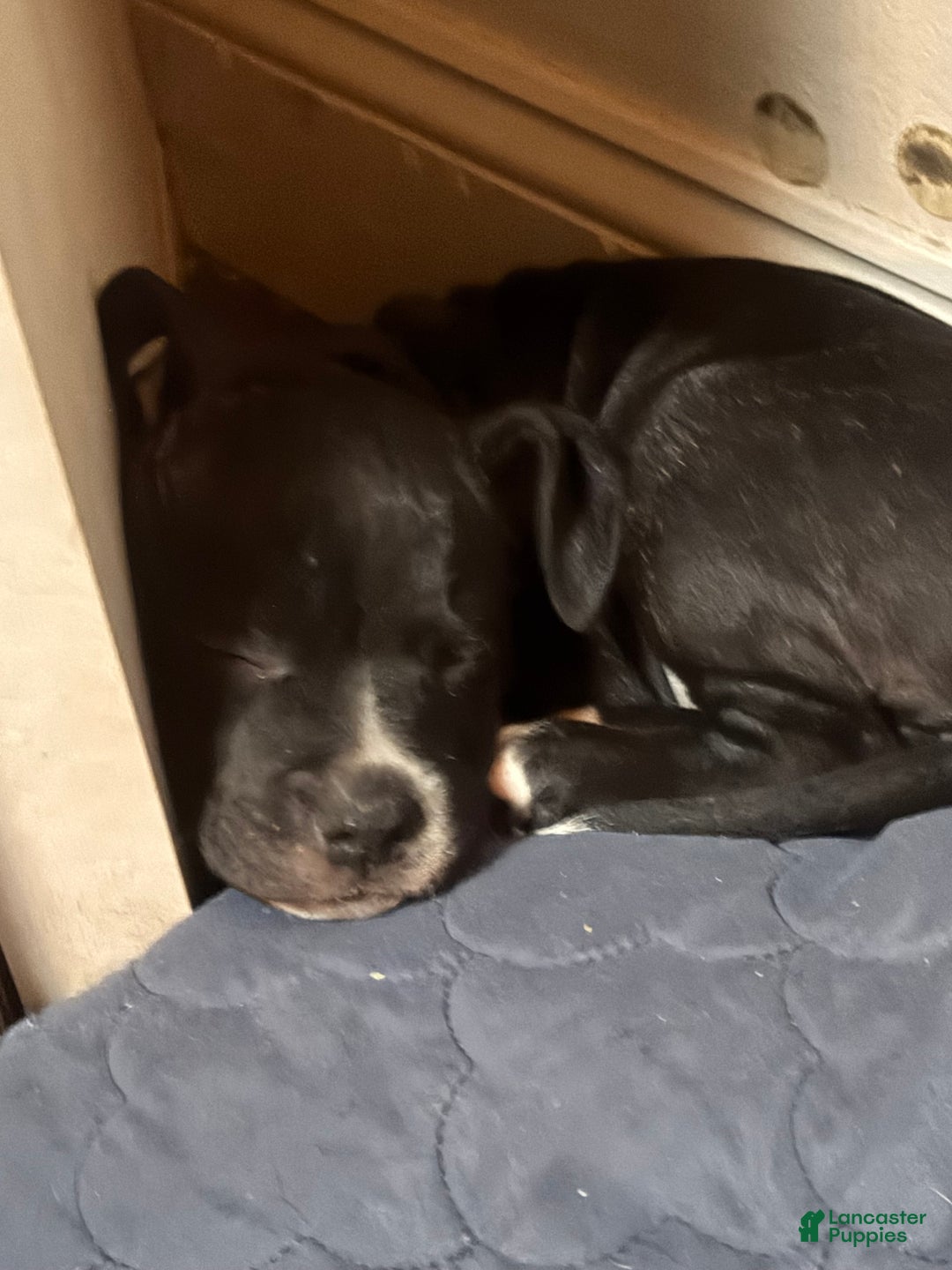 Mixed Breed dogs for sale: Mixed Breed Puppy 2 - Ad 5