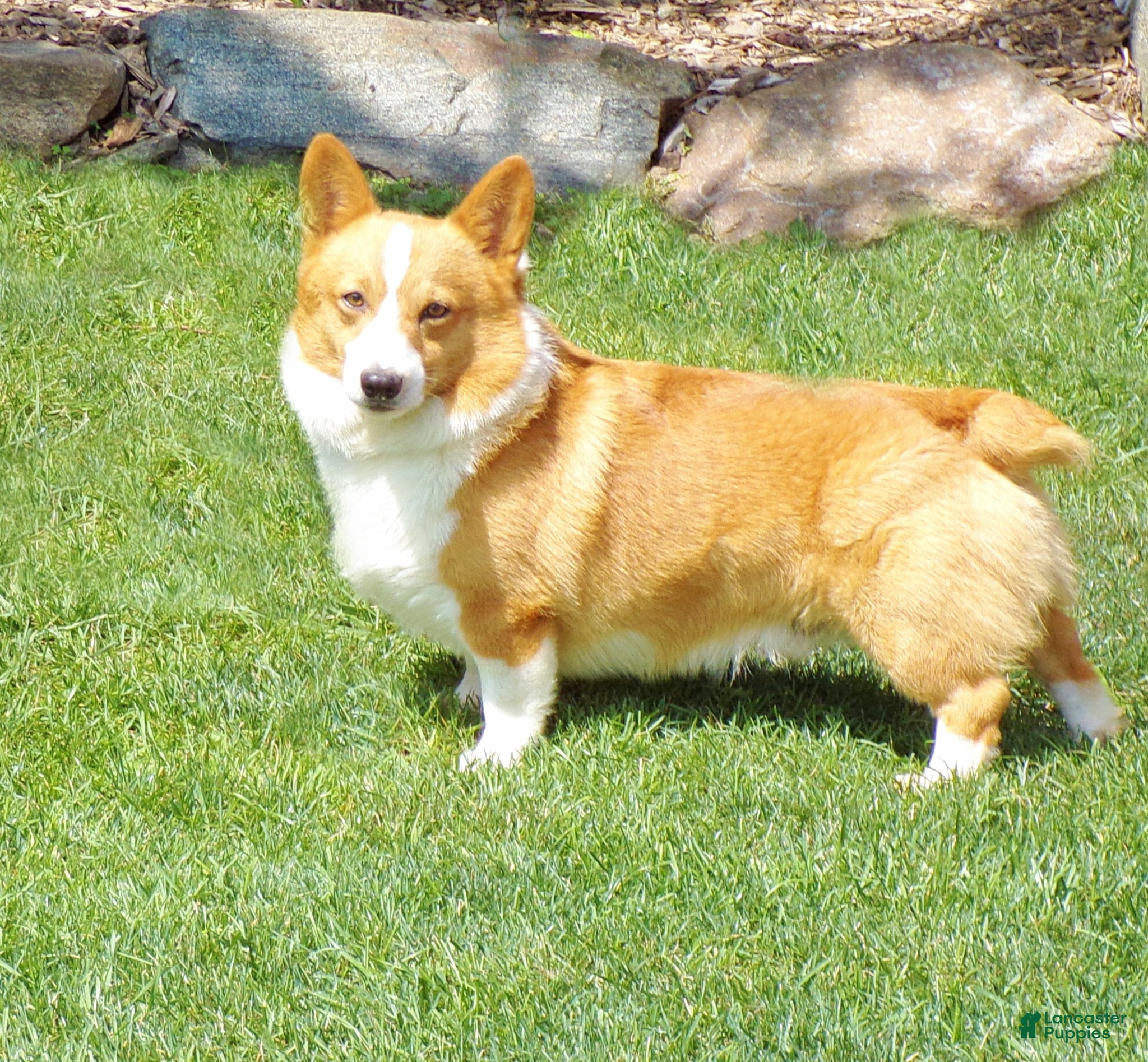 Welsh Corgi Pembroke dogs for sale: Gaston - Ad 4
