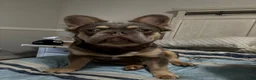 French Bulldog dogs for sale: French Bulldog 2 - Ad 7