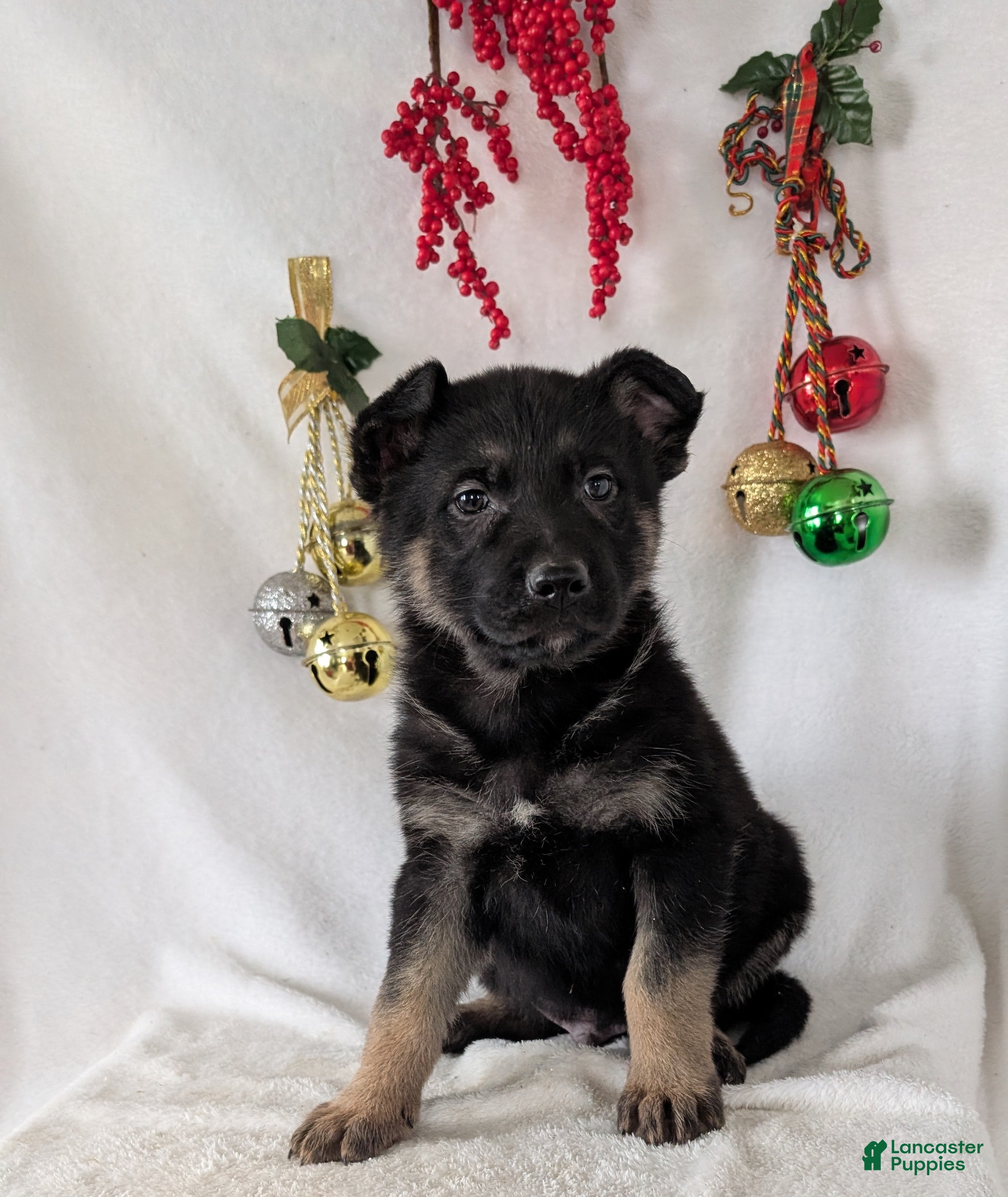 German Shepherd dogs Easton  - Ad 1