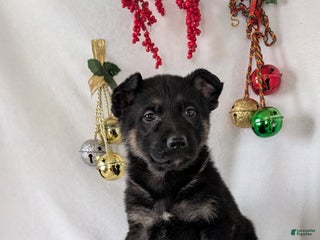 German Shepherd dogs Easton - Ad 10