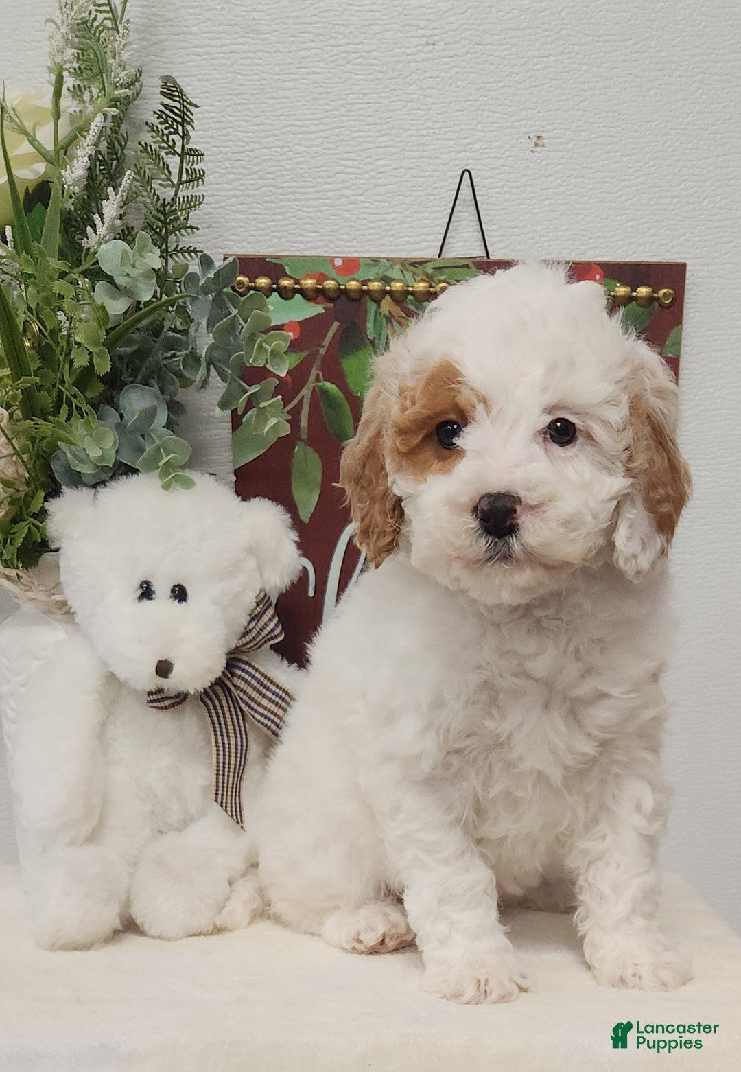Mini Goldendoodle dogs for sale: Flora   - Ad 3