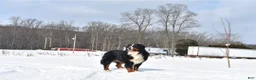 Bernese Mountain Dog dogs for sale: Bernese Mountain Dog Puppy 4 - Ad 8