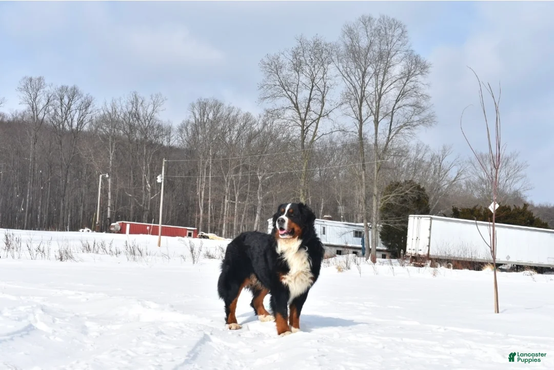 Bernese Mountain Dog dogs for sale: Bernese Mountain Dog Puppy 4 - Ad 8
