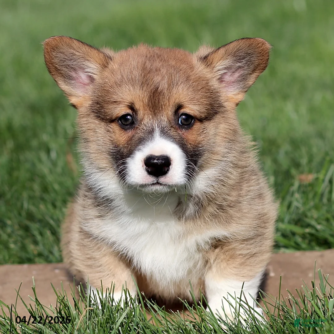 Welsh Corgi Pembroke dogs for sale: Mischief - Ad 2