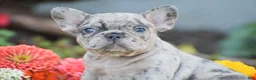 French Bulldog dogs for sale: Tiger - Ad 3
