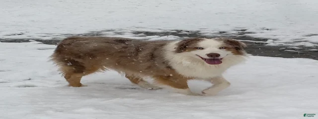 Leo
