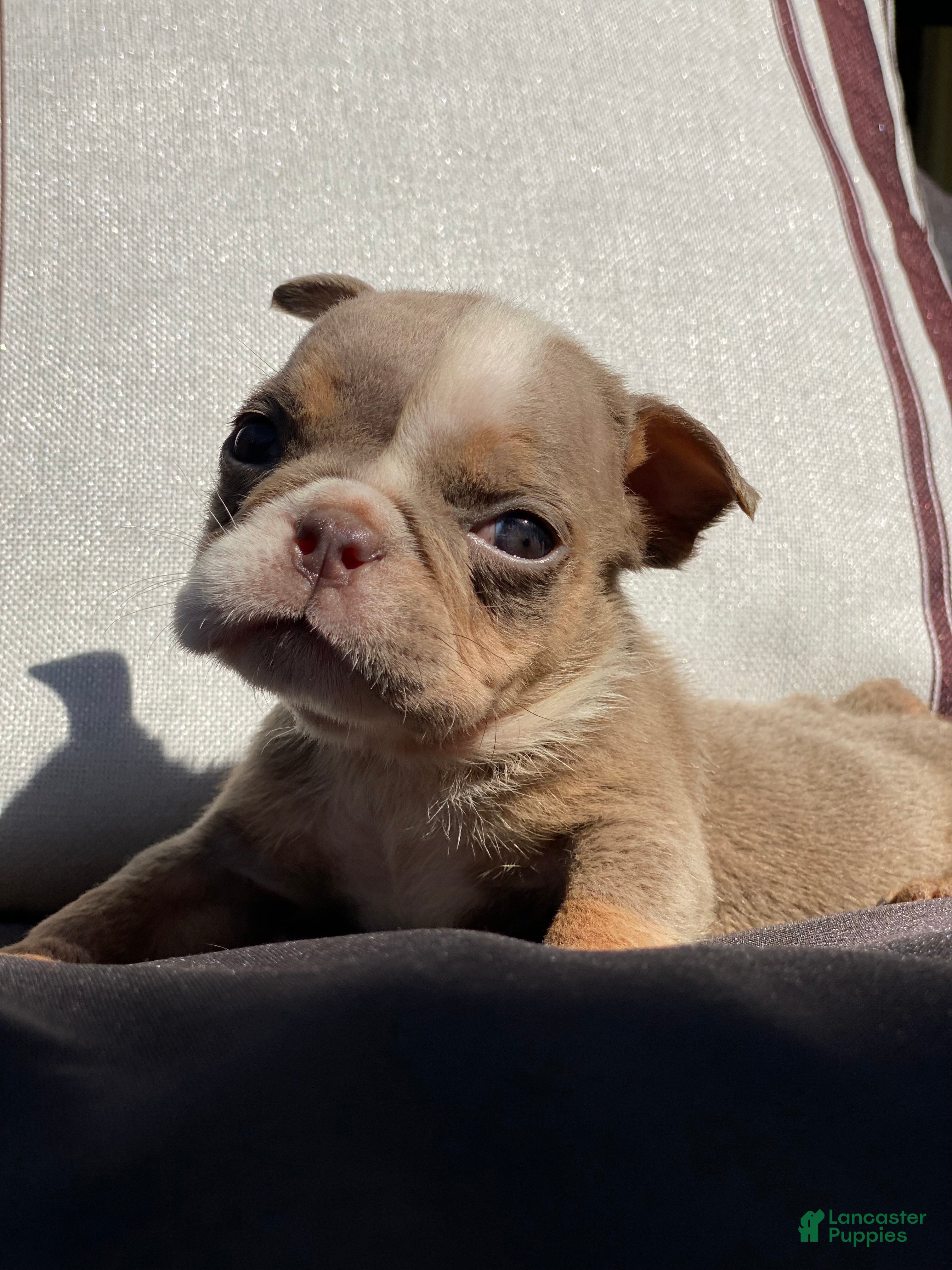 English Bulldog dogs SnowBall - SPECIAL NEEDS  - Ad 30