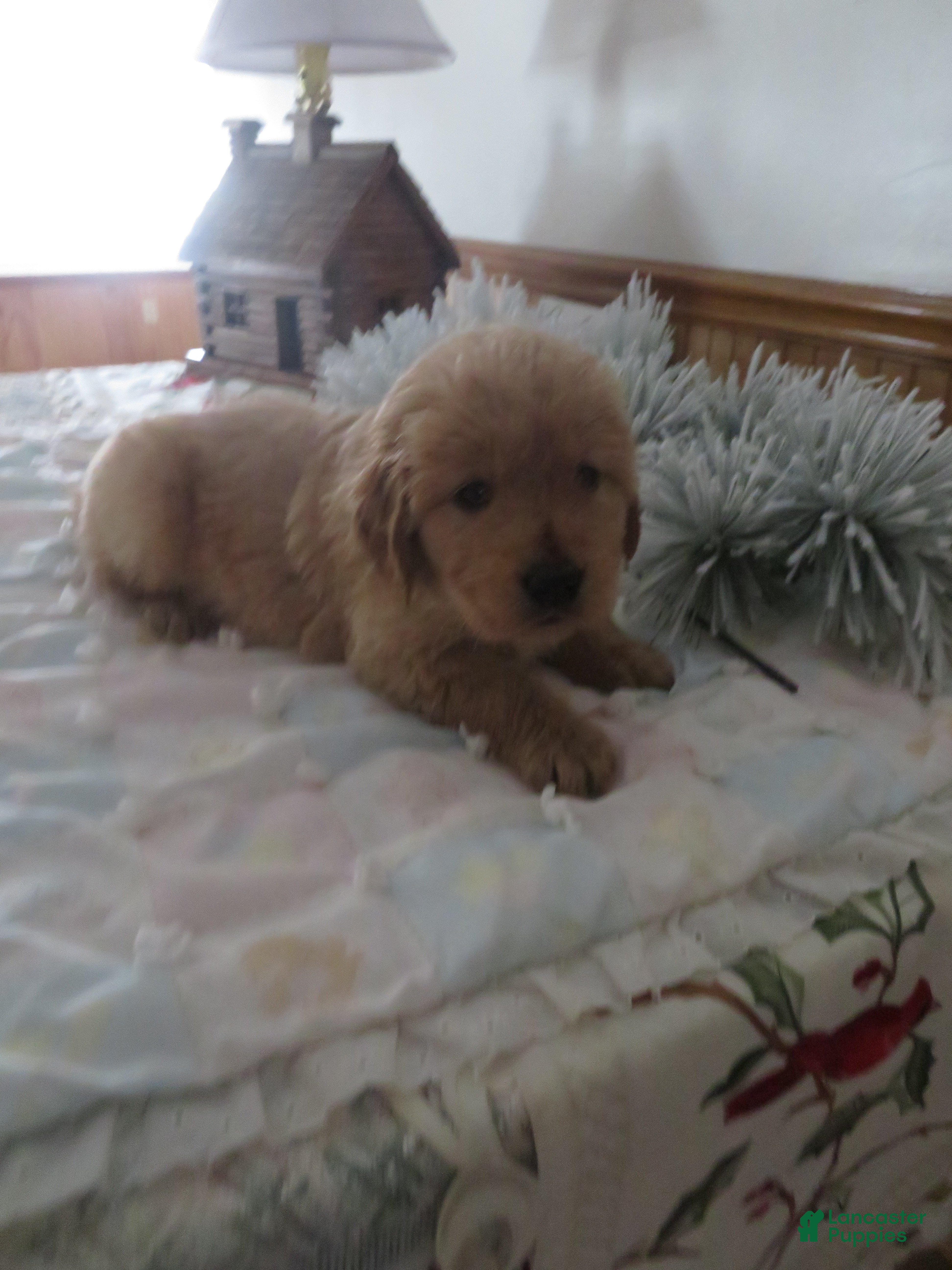 Golden Retriever dogs ANNABELLE - CHAMPION LINE - Ad 9