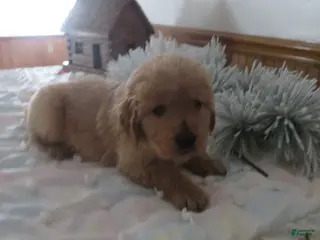 Golden Retriever dogs ANNABELLE - CHAMPION LINE - Ad 38