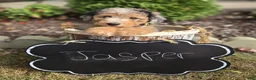 Mini Sheepadoodle dogs for sale: Jasper - Ad 6