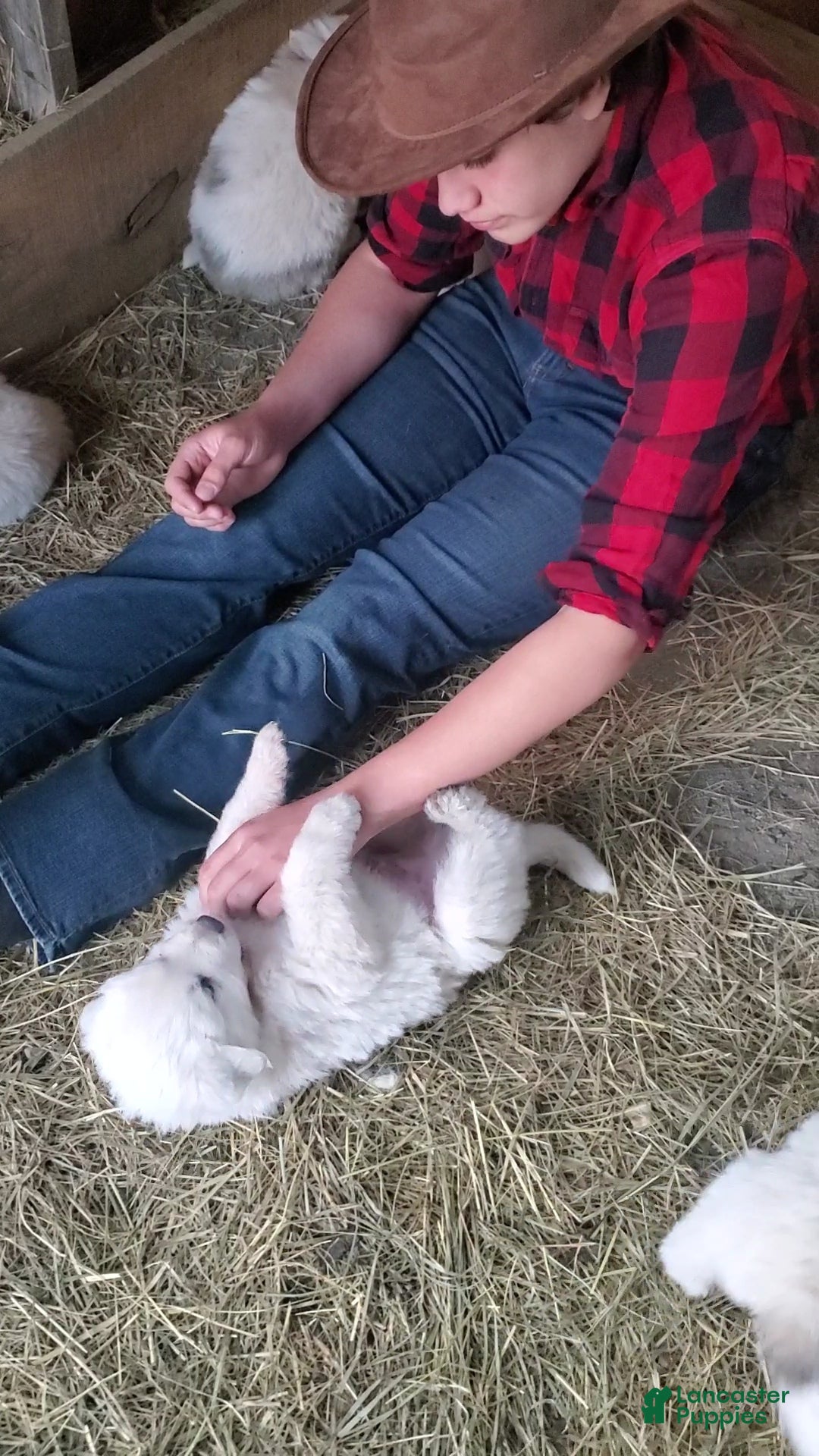 Great Pyrenees dogs Great Pyrenees Puppy 3 - Ad 19