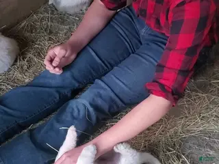 Great Pyrenees dogs Great Pyrenees Puppy 3 - Ad 19