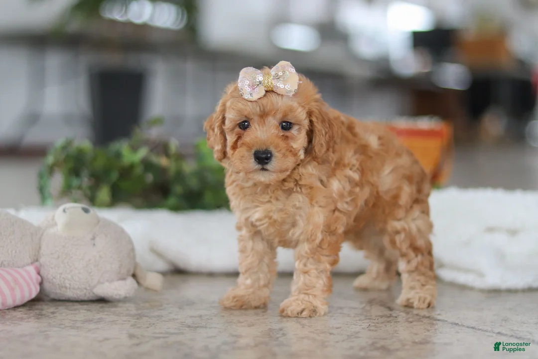 Schnoodle dogs for sale: Rosie - Ad 5