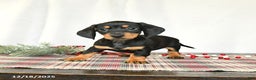 Miniature Dachshund dogs for sale: Scooter - Ad 2