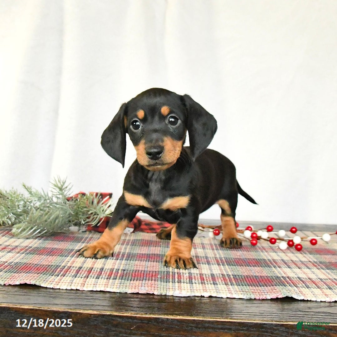Miniature Dachshund dogs for sale: Scooter - Ad 2