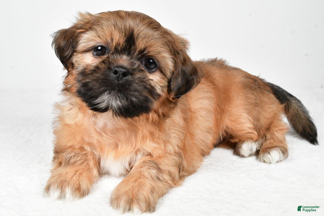 Shih Tzu dogs for sale: Winchester - Ad 4