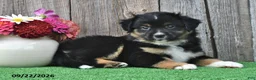 Miniature Australian Shepherd dogs for sale: Diesel - Ad 2